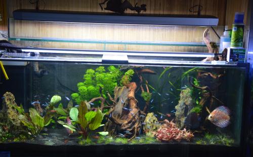 Creare un acquario di acqua dolce, tutoriali, guida, suggerimenti,  consigli, video sulla creazione di un acquario di acqua dolce